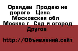 Орхидеи. Продаю не дорого › Цена ­ 200 - Московская обл., Москва г. Сад и огород » Другое   